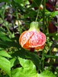 Abutilon Red Tiger Plant - Chinese Lantern - Live Plant in a 10 Inch Pot - Abutilon x Hybridum ‘Red Tiger’ - Beautiful Flowering Butterfly Attracting Tree for The Garden and Patio