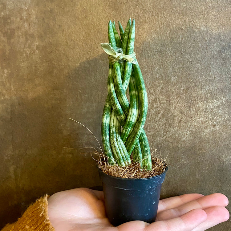 spear succulent African Spear Plant - Live Plant in a 2 Inch Pot