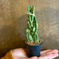 African Spear Plant - Live Plant in a 2 Inch Pot - Sansevieria Cylindrica - Rare Cactus Succulent from Florida