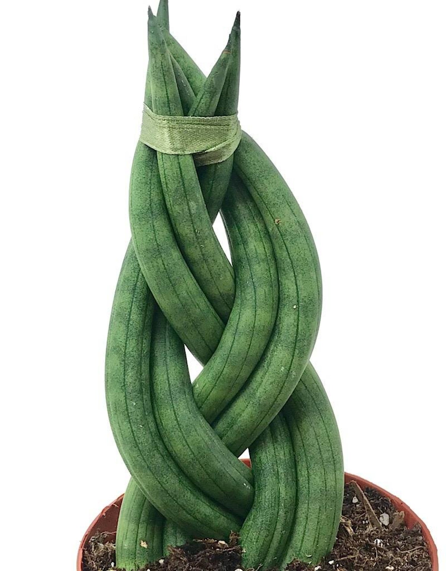 african spear succulent African Spear Plant - Live Plant in a 2 Inch Pot