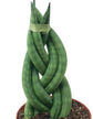 African Spear Plant - Live Plant in a 2 Inch Pot - Sansevieria Cylindrica - Rare Cactus Succulent from Florida