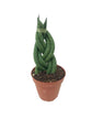 African Spear Plant - Live Plant in a 2 Inch Pot - Sansevieria Cylindrica - Rare Cactus Succulent from Florida