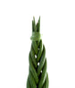 African Spear Plant - Live Plant in a 2 Inch Pot - Sansevieria Cylindrica - Rare Cactus Succulent from Florida