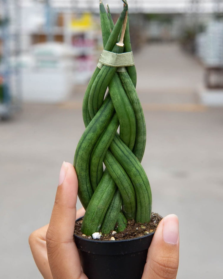 sansevieria cylindrica african spear plant African Spear Plant - Live Plant in a 2 Inch Pot