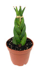 African Spear Plant - Live Plant in a 2 Inch Pot - Sansevieria Cylindrica - Rare Cactus Succulent from Florida