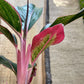 Aglaonema Aurora Siam - Live Plant in a 10 Inch Pot - Extremely Rare Florist Quality Air Purifying Indoor Plant
