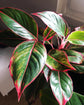 Aglaonema Aurora Siam - Live Plant in a 10 Inch Pot - Extremely Rare Florist Quality Air Purifying Indoor Plant