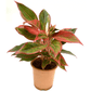 Aglaonema Aurora Siam - Live Plant in a 6 Inch Pot - Florist Quality Air Purifying Indoor Plant