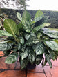 Aglaonema Calypso - Live Plant in a 10 Inch Pot - Chinese Evergreen - Florist Quality Air Purifying Indoor Plant