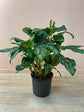 Aglaonema Calypso - Live Plant in a 10 Inch Pot - Chinese Evergreen - Florist Quality Air Purifying Indoor Plant
