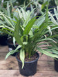 Aglaonema Cutlass - Live Plant in a 6 Inch Pot - Chinese Evergreen - Florist Quality Air Purifying Indoor Plant