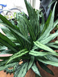 Aglaonema Cutlass - Live Plant in a 6 Inch Pot - Chinese Evergreen - Florist Quality Air Purifying Indoor Plant