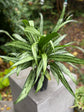 Aglaonema Cutlass - Live Plant in a 10 Inch Pot - Chinese Evergreen - Florist Quality Air Purifying Indoor Plant
