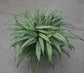 Aglaonema Cutlass - Live Plant in a 8 Inch Pot - Chinese Evergreen - Florist Quality Air Purifying Indoor Plant