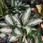 Aglaonema Diamond Bay - Live Plant in a 10 Inch Pot - Chinese Evergreen - Florist Quality Air Purifying Indoor Plant