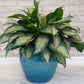 Aglaonema Emerald Bay - Live Plant in a 10 Inch Pot - Chinese Evergreen - Florist Quality Air Purifying Indoor Plant