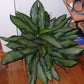 Aglaonema Emerald Bay - Live Plant in a 10 Inch Pot - Chinese Evergreen - Florist Quality Air Purifying Indoor Plant