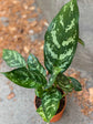 Aglaonema Gemini - Live Plant in a 6 Inch Pot - Chinese Evergreen - Florist Quality Air Purifying Indoor Plant
