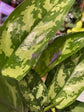 Aglaonema Gemini - Live Plant in a 10 Inch Pot - Chinese Evergreen - Florist Quality Air Purifying Indoor Plant