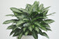 Aglaonema Jubilee - Live Plant in a 10 Inch Pot - Chinese Evergreen - Florist Quality Air Purifying Indoor Plant