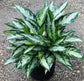Aglaonema Jubilee - Live Plant in a 10 Inch Pot - Chinese Evergreen - Florist Quality Air Purifying Indoor Plant