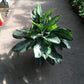 Aglaonema Key Largo - Live Plant in a 10 Inch Pot - Chinese Evergreen - Florist Quality Air Purifying Indoor Plant