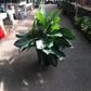 Aglaonema Key Largo - Live Plant in a 10 Inch Pot - Chinese Evergreen - Florist Quality Air Purifying Indoor Plant