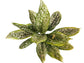 Aglaonema Lumina - Live Plant in a 10 Inch Pot - Chinese Evergreen - Florist Quality Air Purifying Indoor Plant