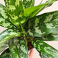 Aglaonema Maria - Live Plant in a 6 Inch Pot - Chinese Evergreen - Florist Quality Air Purifying Indoor Plant