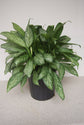 Aglaonema Maria - Live Plant in a 8 Inch Pot - Chinese Evergreen - Florist Quality Air Purifying Indoor Plant (1 Plant)