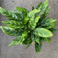 Aglaonema Maria - Live Plant in a 10 Inch Pot - Chinese Evergreen - Florist Quality Air Purifying Indoor Plant (1 Plant)