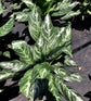 Aglaonema Moonlight Bay - Live Plant in a 10 Inch Pot - Chinese Evergreen - Rare Florist Quality Air Purifying Indoor Plant