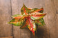 Aglaonema Red Valentine - Live Plant in a 10 Inch Pot - Chinese Evergreen - Rare Florist Quality Air Purifying Indoor Plant
