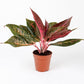 Aglaonema Red Valentine - Live Plant in a 10 Inch Pot - Chinese Evergreen - Rare Florist Quality Air Purifying Indoor Plant