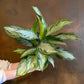 Aglaonema Silver Bay - Live Plant in a 6 Inch Pot - Chinese Evergreen - Florist Quality Air Purifying Indoor Plant