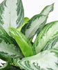 Aglaonema Silver Bay - Live Plant in a 6 Inch Pot - Chinese Evergreen - Florist Quality Air Purifying Indoor Plant