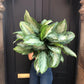 Aglaonema Silver Bay - Live Plant in a 10 Inch Pot - Chinese Evergreen - Florist Quality Air Purifying Indoor Plant
