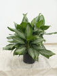 Aglaonema Silver Bay - Live Plant in a 10 Inch Pot - Chinese Evergreen - Florist Quality Air Purifying Indoor Plant