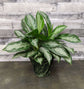 Aglaonema Silver Bay - Live Plant in a 8 Inch Pot - Chinese Evergreen - Florist Quality Air Purifying Indoor Plant