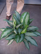 Aglaonema Silverado - Live Plant in a 10 Inch Pot - Chinese Evergreen - Rare Florist Quality Air Purifying Indoor Plant