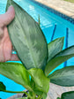 Aglaonema Silverado - Live Plant in a 10 Inch Pot - Chinese Evergreen - Rare Florist Quality Air Purifying Indoor Plant