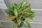 Aglaonema Sparkling Sarah - Live Plant in a 6 Inch Pot - Chinese Evergreen - Rare Florist Quality Air Purifying Indoor Plant