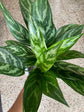 Aglaonema Tigress - Live Plant in a 6 Inch Pot - Chinese Evergreen - Florist Quality Air Purifying Indoor Plant