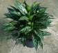 Aglaonema Tigress - Live Plant in a 10 Inch Pot - Chinese Evergreen - Florist Quality Air Purifying Indoor Plant