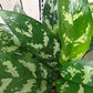 Aglaonema Tigress - Live Plant in a 8 Inch Pot - Chinese Evergreen - Florist Quality Air Purifying Indoor Plant