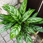 Aglaonema Tigress - Live Plant in a 10 Inch Pot - Chinese Evergreen - Florist Quality Air Purifying Indoor Plant