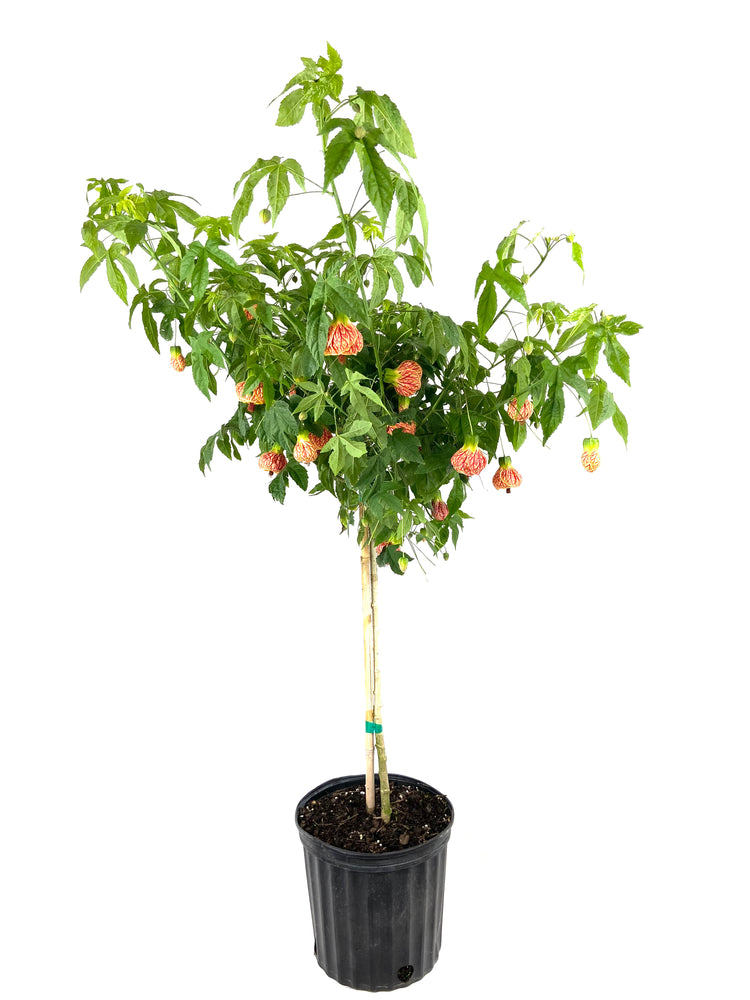 chinese lantern plant indoors Abutilon Red Tiger Plant - Chinese Lantern