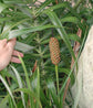 Seashore Palm - Live Plant in a 3 Gallon Pot - Allagoptera Arenaria - Cold Hardy Tropical Palm