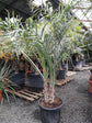 Seashore Palm - Live Plant in a 3 Gallon Pot - Allagoptera Arenaria - Cold Hardy Tropical Palm