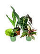 Indoor Houseplant Collection - 4 Live Plants in 4 Inch Pots - Elephant Ear Alocasia - Cast Iron - Triostar Stromanthe - Calathea Orbifolia - Beautiful Easy to Grow Air Purifying Indoor Plants
